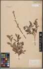 Foto von Salix aurita L. x Salix repens L.